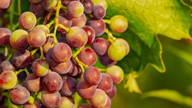Grape Crops Protected With Help of Facial Recognition Technology - Technology Networks