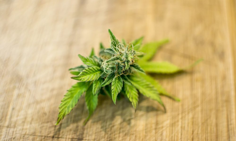 FDA says medical cannabis won't jeopardize funding (Newsletter: August 24, 2021) - Marijuana Moment