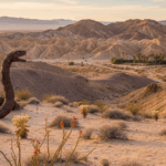 Borrego Springs Winter Travel
